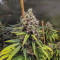 Tangerine Dream (Barney's Farm) Cannabis-Samen zu verkaufen