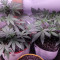 White Widow Auto feminized seeds for sale