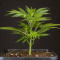 Sherbet Autoflower fem: semi in vendita, informazioni sui ceppi e recensioni dei clienti