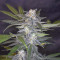 Auto Super Skunk (Auto Skunk) Seeds