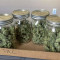 Vente de graines de cannabis Afghani #1 (Sensi Seeds)