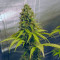 Gorilla Cookies fem: seeds for sale, strain information and customer reviews