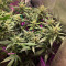 Gorilla Punch Seeds