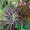 Money Maker (Strain Hunters)