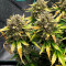 Stardawg auto fem: seeds for sale, strain information and customer reviews