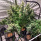 Buy Desfrán feminized seeds by Dutch Passion