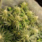 Sour Diesel (RQS) Cannabis-Samen zu verkaufen