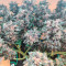 Vente de graines de cannabis Dark Devil Auto (Sweet Seeds)