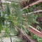 Bruce Banner #3 feminized seeds by Herbies Seeds