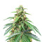 Roze Runtz Feminized Seeds (AlphaFem Seeds)
