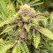 Sticky Sherbert GG Feminized Seeds (Seedkeepers)