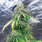 Amsterdam Amnesia Seeds (Dutch Passion)