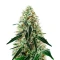 Arjan's Haze #3 feminized seeds