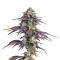 Blackberry Moonrocks Seeds