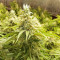 Graines féminisées de Blue Dream (Garden of Green)