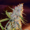 Blueberry Glue Auto (Glueberry Auto) feminized seeds