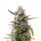 CBD Victory Auto Seeds