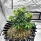 Semi femminizzati di Crème De la Chem Auto