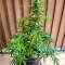 Graines de cannabis Easy Bud Auto (RQS)