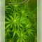 Gelato 44 (Tyson S) Seeds