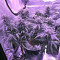 Gorilla Auto (GG#4 Original Glue Auto) (Expert Seeds)