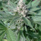 Gorilla Girl (Sweet Seeds)