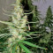 Graines de cannabis Hawaiian Snow (GHS)