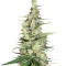 Graines de cannabis Hawaiian Snow x Amnesia x Face Off (GHS)