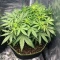 Highcloudz Auto Seeds