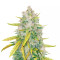 LSD (Barney's Farm)