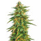 Graines de cannabis Malawi (Ace Seeds)