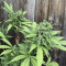 Sementes Feminizadas Monster Bruce Banner Auto (Monster Genetics)