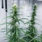 Semi femminizzati Panama Haze Regular