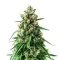 Semi femminizzati Panama Haze Regular