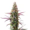 Sementes Feminizadas de Red Banana Berry XXL (Growers Choice)