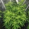 Royal Purple Kush Seeds