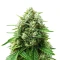 Sativa Dream Seeds