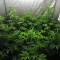 Graines de cannabis Shiva Blue regular (Xtreme Seeds)