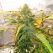 Special Queen 1 Auto Feminized Seeds (Royal Queen Seeds)