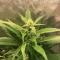Steve’s Alien OG Seeds