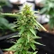 Strawberry Banana Auto Seeds