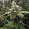 Graines de cannabis THC Bomb (Bomb Seeds)