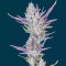 Wedding Glue Auto Feminized Seeds (Fast Buds)