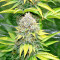 White OG feminized seeds