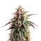 White Widow Auto Seeds