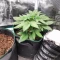 White Widow x White Fire OG Autoflower Feminized Seeds (Seedkeepers)