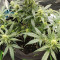 Graines de cannabis Sweet Gelato Auto (Sweet Seeds)