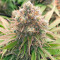 Kosher Kush (Herbies Seeds)