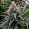 24K Gold (AKA Kosher Tangie) (DNA Genetics)
