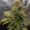 Auto Amnesia Seeds